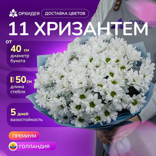 11 Хризантем бакарди белая
