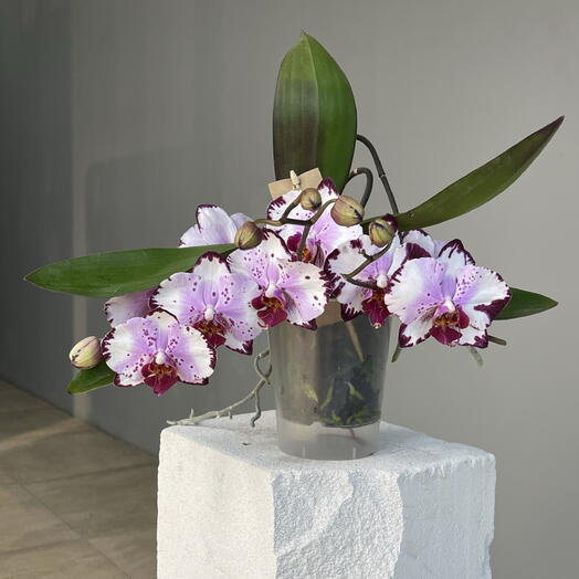 TABLE ORCHID SPOT 2-ствольная сортовая настольная орхидея фаленопсис в подарочной упаковке