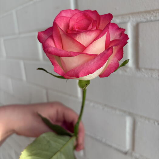 🌹 Роза Джуми
