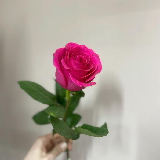 АКЦИЯ ‼️Роза Pink💕