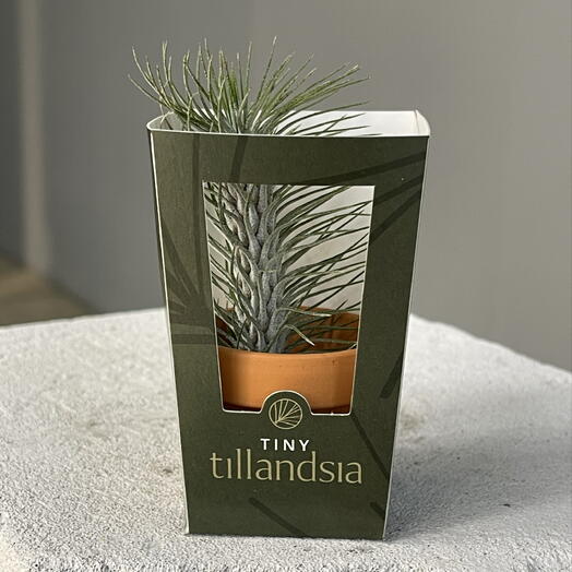 TILLANDSIA TINY мини атмосферная в керамическом кашпо и подарочной упаковке