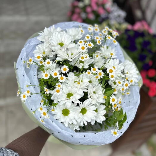 Ромашковый комплимент