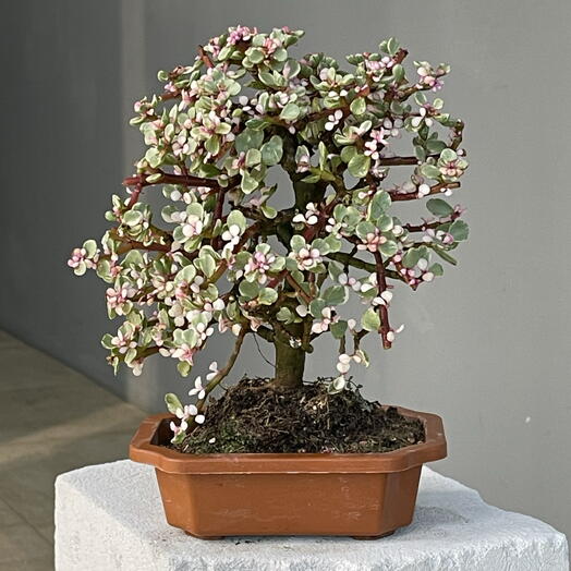 PORTULAKARIA AFRA портулакария афра, бонсай в плошке