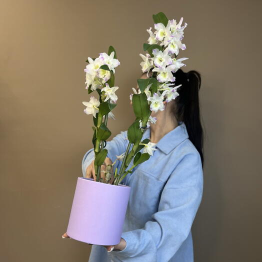 Орхидея дендробиум 🌸 в подарочной коробке