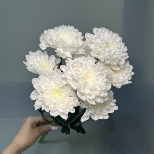 White bush chrysanthemum