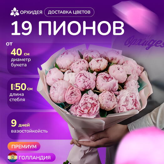 19 пионов "Сара Бернар"
