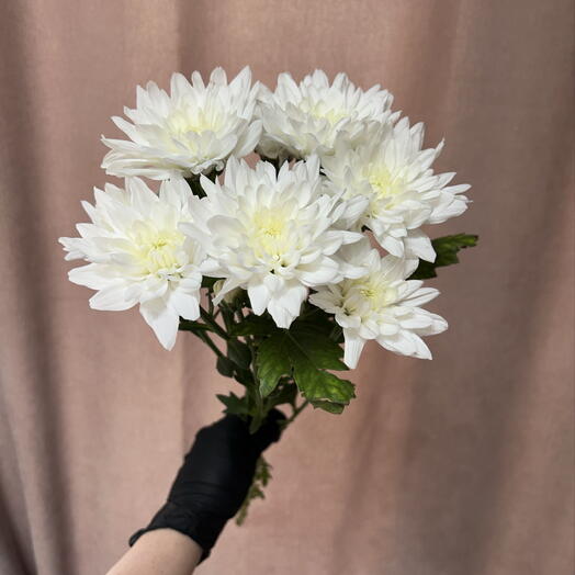 Хризантема кустовая Балтика премиум класса 🌷