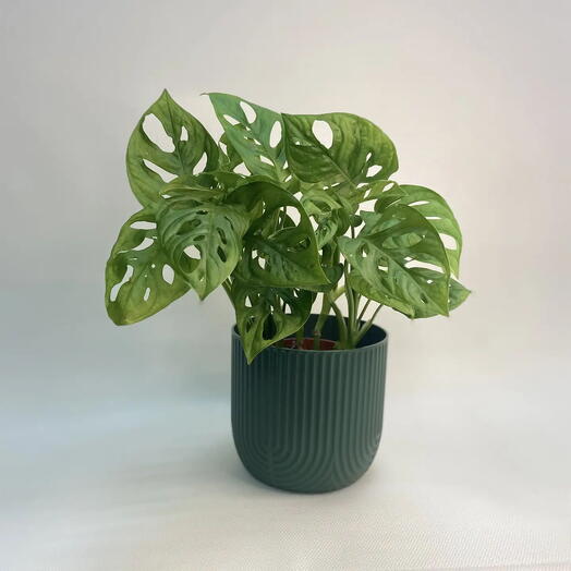 Монстера Манки / Monstera Monkey Mask