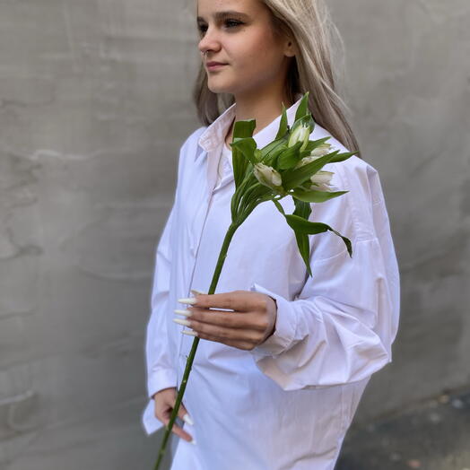 Альстромерия