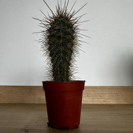 Pachycereus pringlei