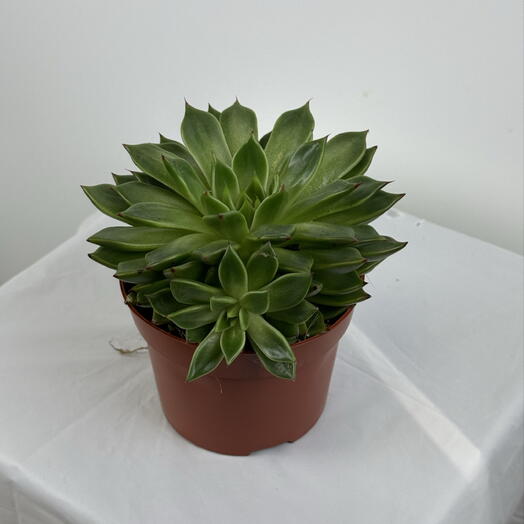 Кактус 🌵