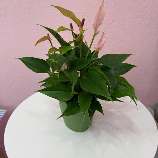 Her Flowers 