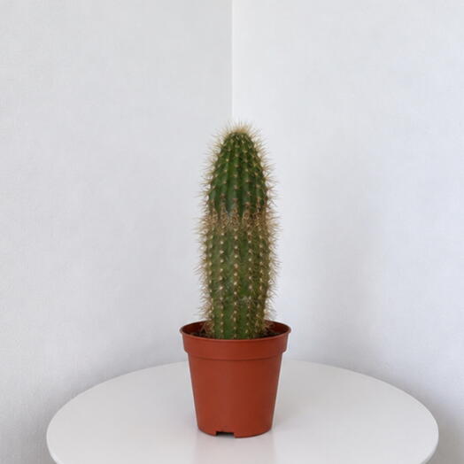 Espostoa – Soft   Sculptural Desert Cactus