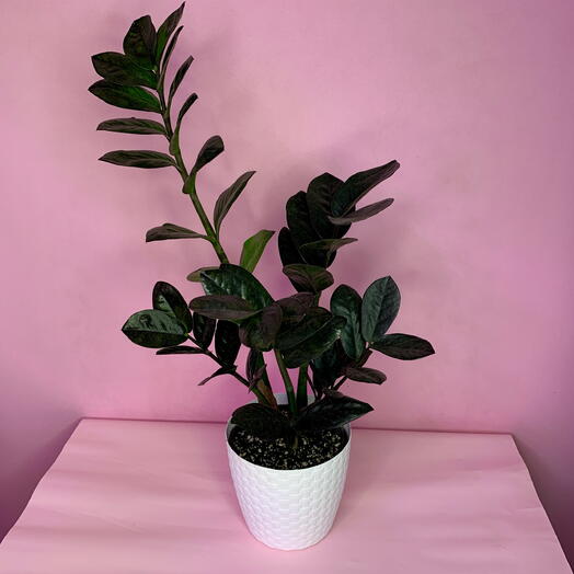 Замиокулькас «Равен» (Zamioculcas zamiifolia  Raven )
