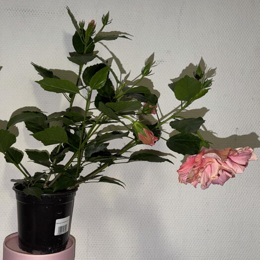🌺 Гибискус китайский махровый «Розовый зефир»