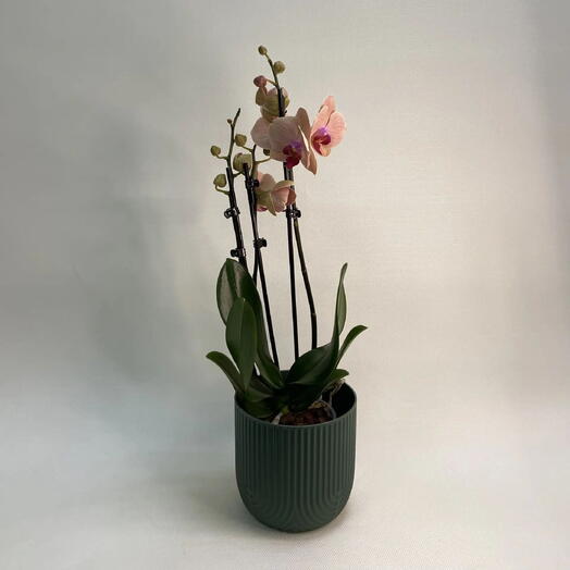 Орхидея Фаленопсис (Phalaenopsis) с двумя стволами