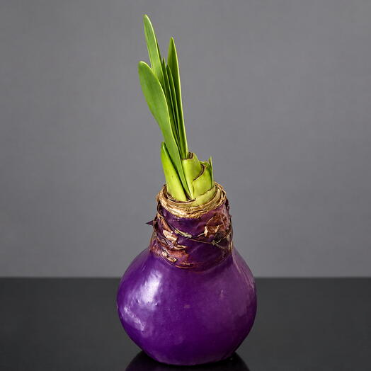 Луковица амариллиса в воске «Purple»