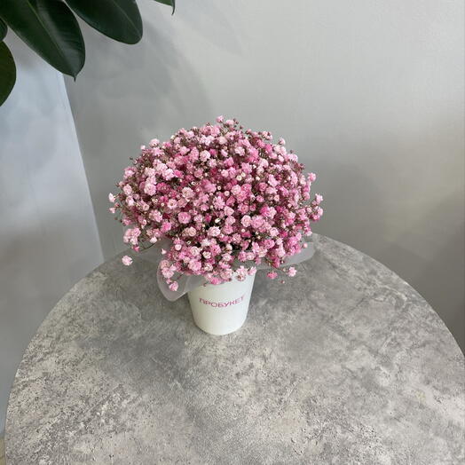 Стаканчик розовой гипсофилы 🌸