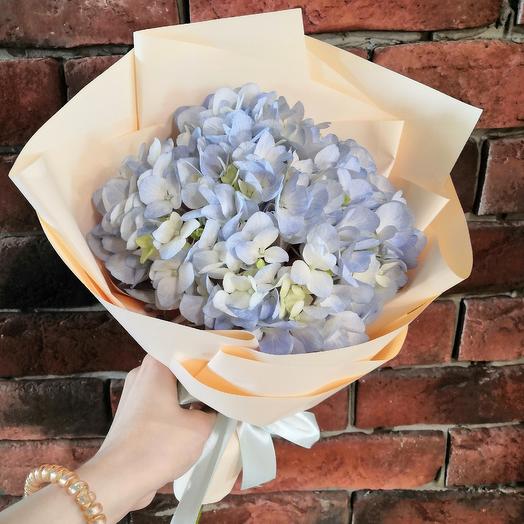 Hydrangea