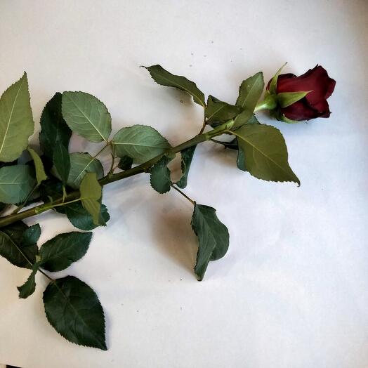 Red rose 60 cm