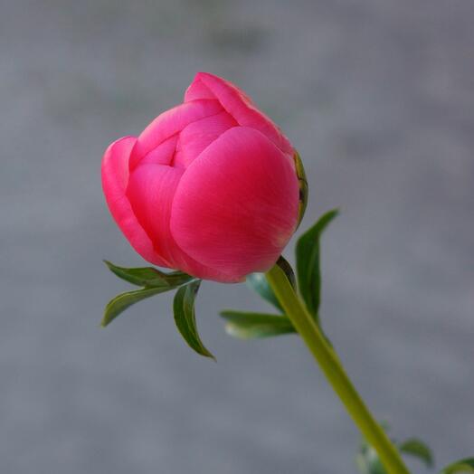 Peony "Coral Charm"
