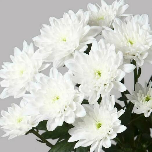 Хризантема кустовая