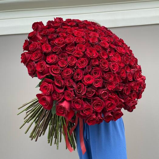 201 red rose holland