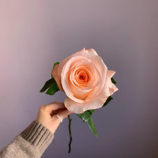 Rose Ecuador
