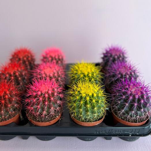 Эхинокактус