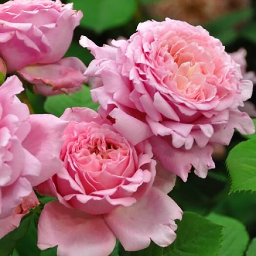 Роза плетистая Бьянвеню 2 года / кор - купить в интернет-магазине по низкой цене