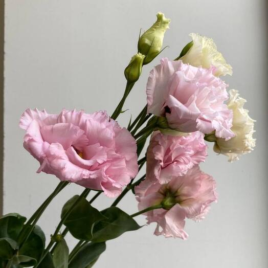 Eustoma