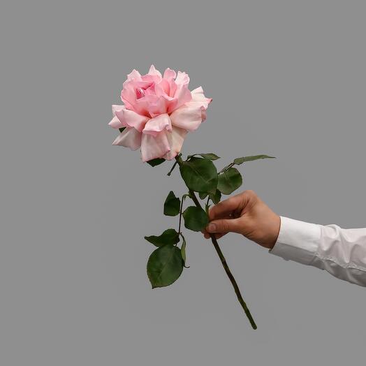 Пионовидная ароматная французская роза