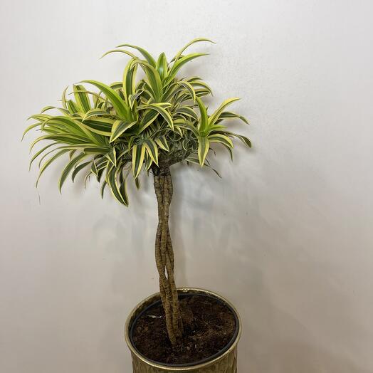 Драцена отогнутая переплетенная Dracaena reflexa twisted stem 80/24 - комнатное 