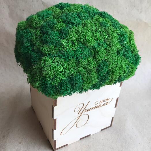 Коробочка со мхом 🌳 - С Днем Учителя! -