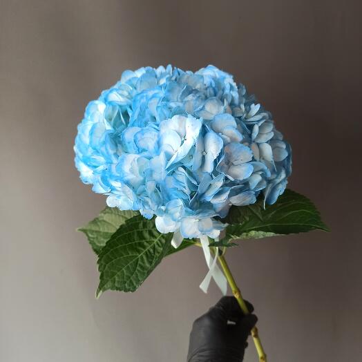 Blue Hydrangea