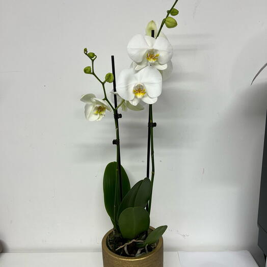 White Orchid/ Gold Pot