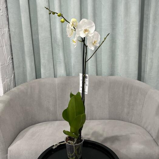 Комнатное растение белый фаленопсис орхидея