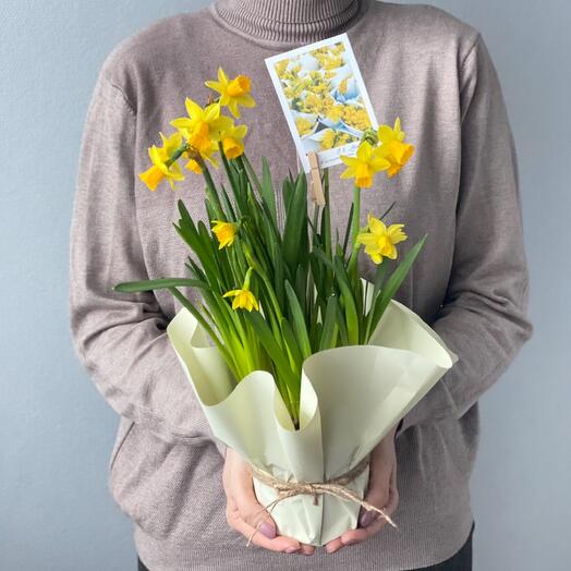 Весенние первоцветы  | нарциссы луковицы в кашпо с топпером и открыткой