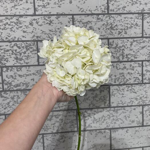 Гортензия белая