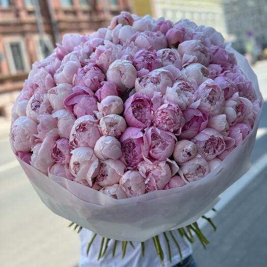 101 pink peonies