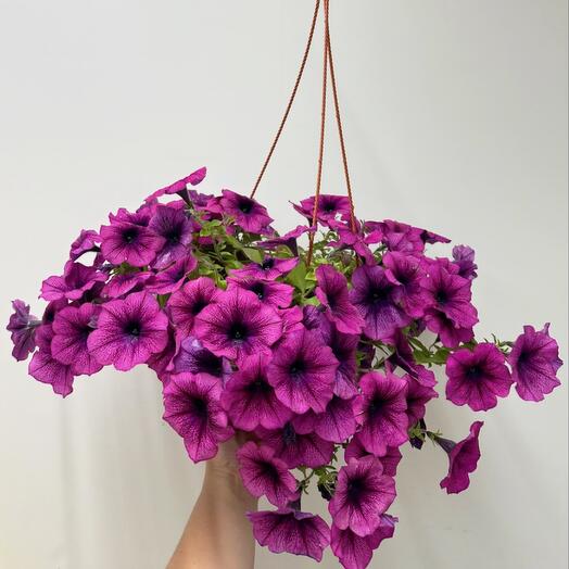 Ампельная петуния в подвесном кашпо