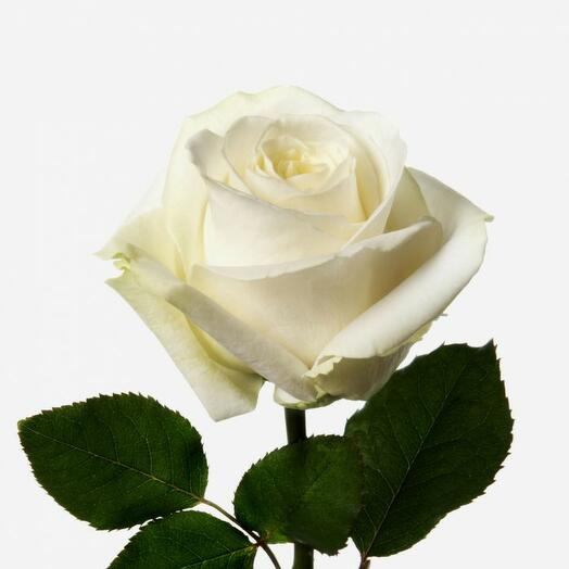 White rose