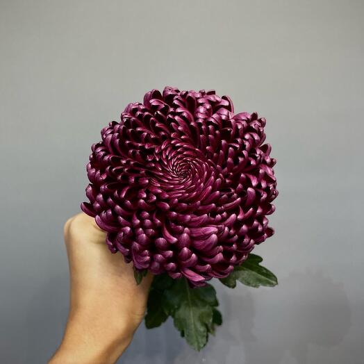 Бигуди хризантема