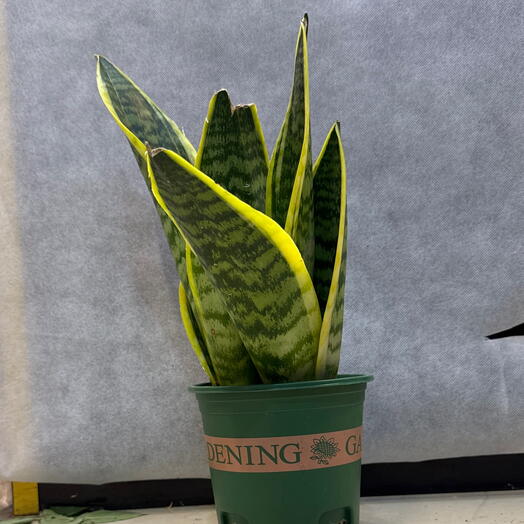 Snake Plant 35cm