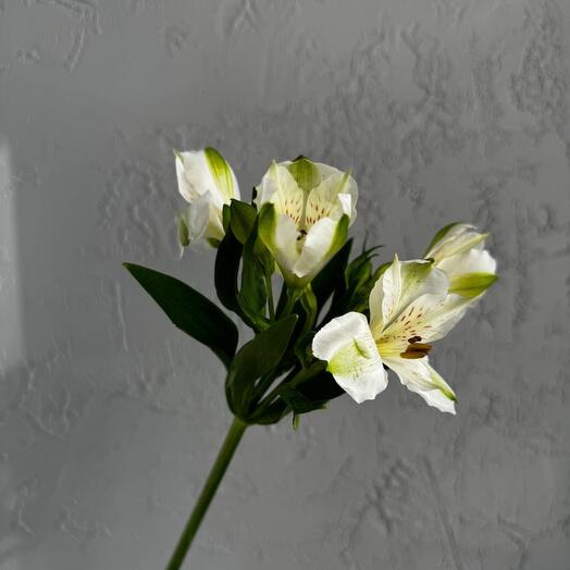 Alstroemeria blanca