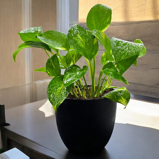 Money Plant in a Black Plastic Pot