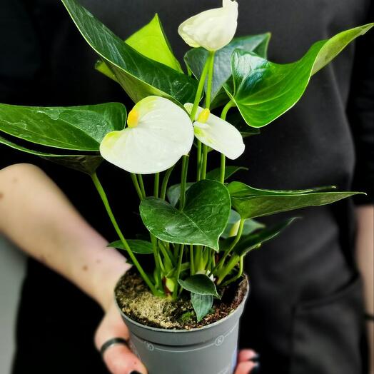 Антуриум Андре Белый (Anthurium Аndraeanum White) D8,5см