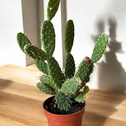Opuntia quitensis