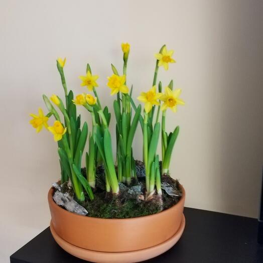 Нарциссы в керамическом кашпо