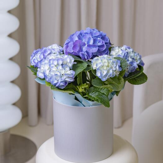 Гортензия в коробке